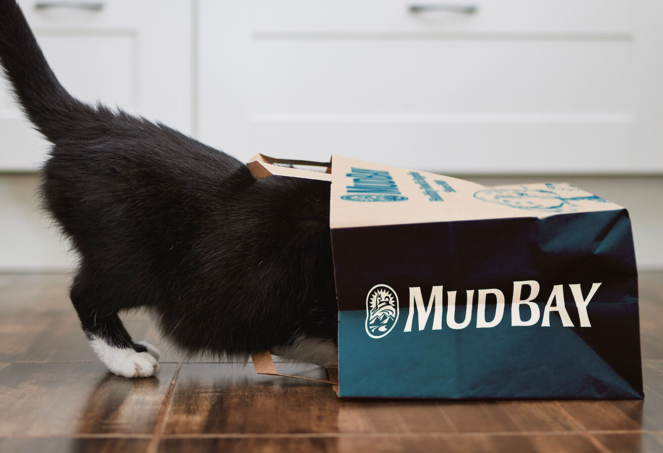 cat with head inside Mud Bay shopping bag